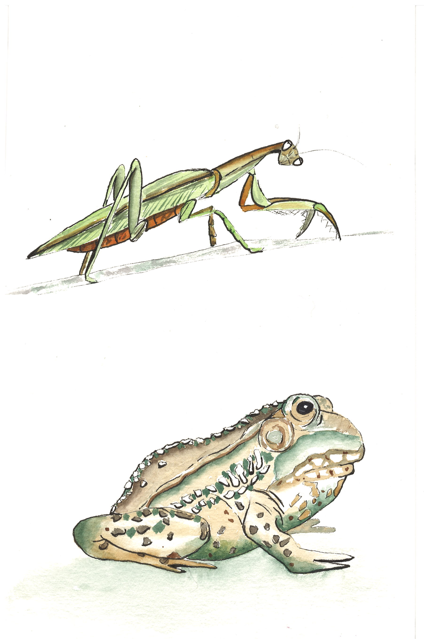 Cricket and Frog Symphony